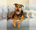 Small #2 German Shepherd Dog Mix