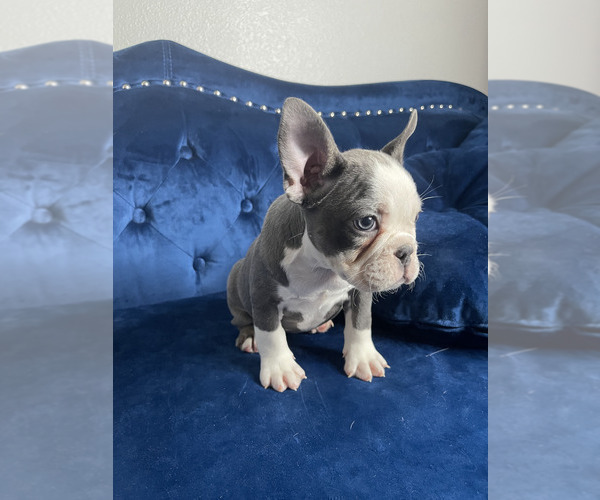 Medium Photo #16 French Bulldog Puppy For Sale in VIRGINIA BEACH, VA, USA