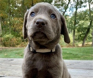 Labrador Retriever Puppy for sale in CULVER, IN, USA