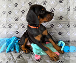 Small #2 Doberman Pinscher