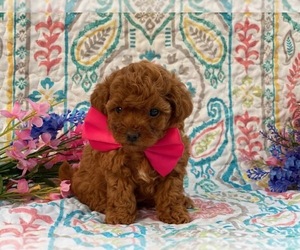 Poodle (Toy) Puppy for sale in LANCASTER, PA, USA