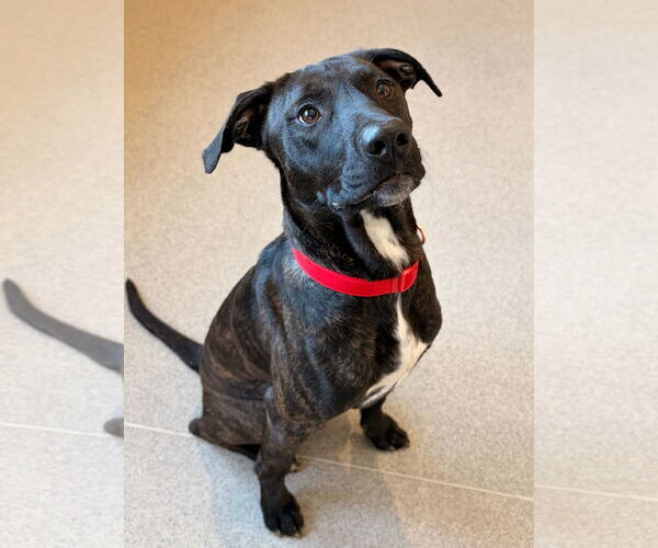 Medium Photo #2 Mutt Puppy For Sale in Jefferson, WI, USA