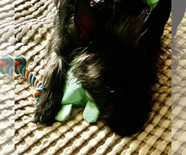 Medium Photo #11 Cairn Terrier-Unknown Mix Puppy For Sale in Lexington, SC, USA