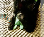 Small #10 Cairn Terrier Mix