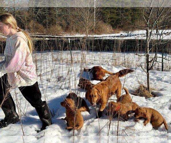 Medium Photo #15 Golden Retriever Puppy For Sale in WOODSTOCK, CT, USA