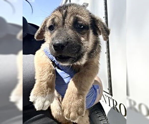 Medium Photo #1 Labrador Retriever Puppy For Sale in Houston, TX, USA