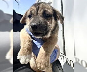 Labrador Retriever Dogs for adoption in Houston, TX, USA