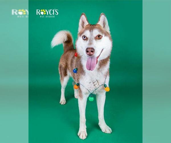 Medium Photo #1 Siberian Husky Puppy For Sale in West Valley, UT, USA