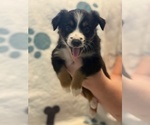 Small #7 Australian Shepherd