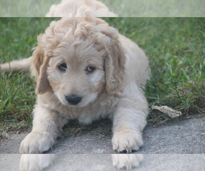 Labradoodle Puppy for sale in BUFORD, GA, USA