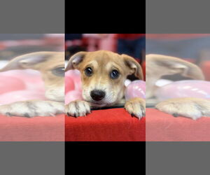 Chihuahua-Unknown Mix Dogs for adoption in NYC, NY, USA