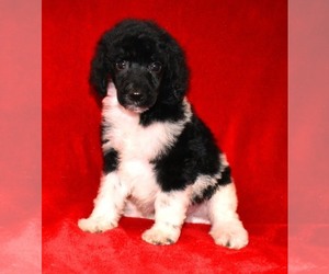 Medium Poodle (Standard)