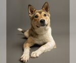 Small Siberian Husky Mix