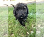 Small Photo #11 Bernedoodle Puppy For Sale in GILBERT, AZ, USA