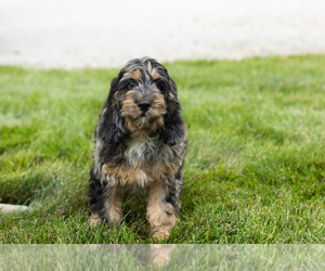 Cocker Spaniel-Poodle (Miniature) Mix Puppy for sale in MILLERSBURG, IN, USA