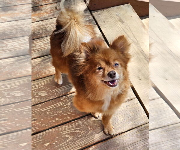 Medium Photo #1 Pom-A-Poo Puppy For Sale in Lebanon, PA, USA