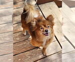 Small Pom-A-Poo