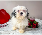 Small #2 Shih Tzu