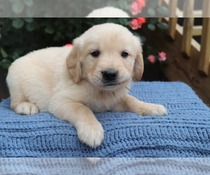 Golden Retriever Puppy for sale in SHILOH, OH, USA
