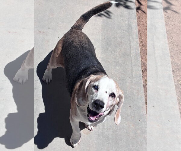 Medium Photo #7 Beagle Puppy For Sale in Apple Valley, CA, USA