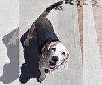 Small #6 Beagle