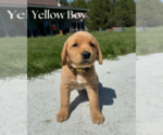 Puppy Yellow Boy Golden Labrador
