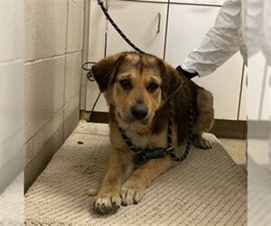 Shepweiller Dog for Adoption in Santa Maria, California USA