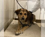 Small Shepweiller