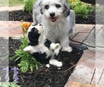 Small Photo #12 Aussiedoodle Miniature  Puppy For Sale in FORT MYERS, FL, USA