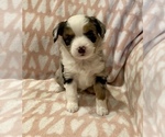 Small Photo #4 Miniature Australian Shepherd Puppy For Sale in LUBBOCK, TX, USA