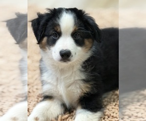 Miniature Australian Shepherd Litter for sale in PENSACOLA, FL, USA