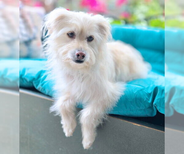 Medium Photo #9 Mutt Puppy For Sale in Chino Hills, CA, USA