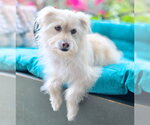 Small Photo #9 Mutt Puppy For Sale in Chino Hills, CA, USA