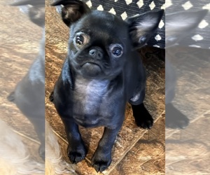 Brussels Griffon Puppy for sale in SPRING BRANCH, TX, USA