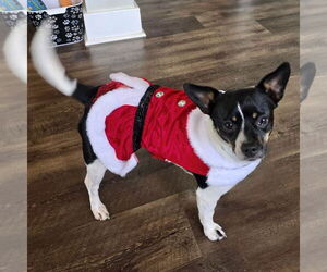Jack-Rat Terrier Dogs for adoption in Batavia, OH, USA