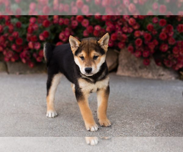 Medium Photo #1 Shiba Inu Puppy For Sale in MILLERSBURG, IN, USA