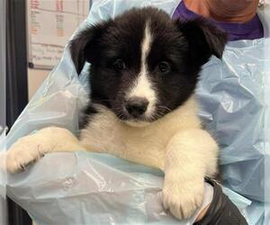 German Shepherd Dog Dogs for adoption in Stockton, CA, USA