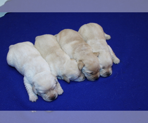 Medium Photo #4 Labrador Retriever Puppy For Sale in BARDSTOWN, KY, USA