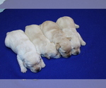 Small #3 Labrador Retriever