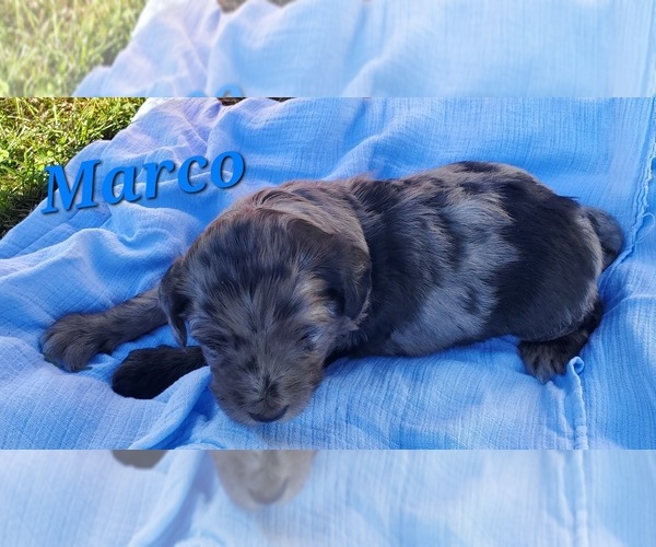 Medium Photo #4 Cattle Doodle Puppy For Sale in ATHENS TOWNSHIP, PA, USA