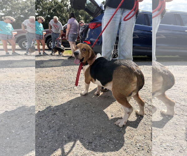Medium Photo #2 Beagle Puppy For Sale in Tampa, FL, USA