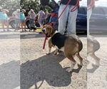 Small #1 Beagle