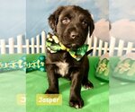 Small Photo #2 Spaniel-Unknown Mix Puppy For Sale in Hillsboro, MO, USA