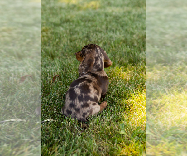 Medium Photo #8 Dachshund Puppy For Sale in MILFORD, IN, USA