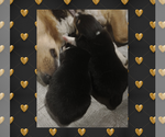 Small Photo #23 Pembroke Welsh Corgi Puppy For Sale in LOGAN, NM, USA