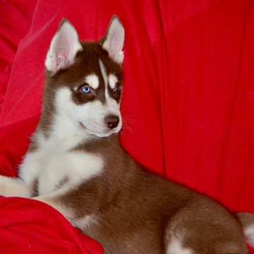Medium Photo #1 Siberian Husky Puppy For Sale in LARKSPUR, CA, USA