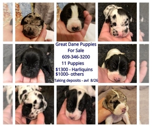 Great Dane Puppy for sale in CREAM RIDGE, NJ, USA