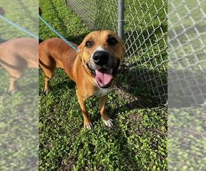 Black Mouth Cur Dogs for adoption in Corpus Christi, TX, USA