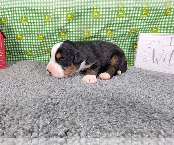 Medium Photo #3 Bernese Mountain Dog Puppy For Sale in BLACK FOREST, CO, USA