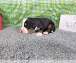 Small Photo #3 Bernese Mountain Dog Puppy For Sale in BLACK FOREST, CO, USA